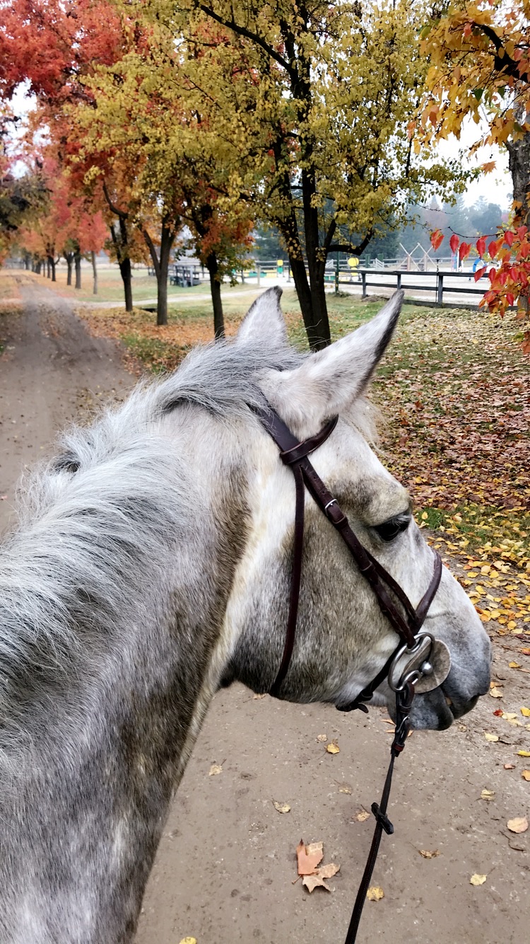 white horse