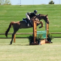 Roo Palm 3